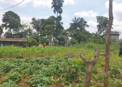 Champ de maïs d'Issa au Cameroun, cultivé avec le soutien de l'Association Perspectives